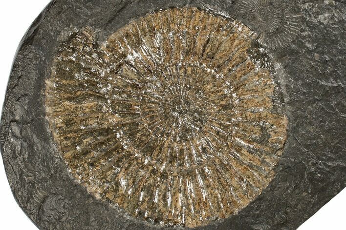 Dactylioceras Ammonite - Posidonia Shale, Germany #180413